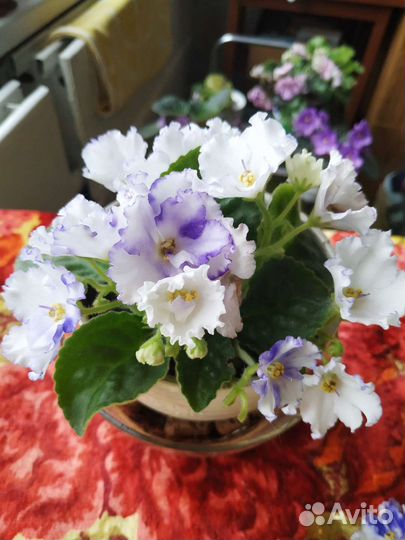 Сортовые фиалки