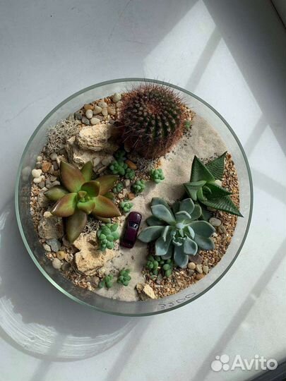 Флорариум с суккулентами