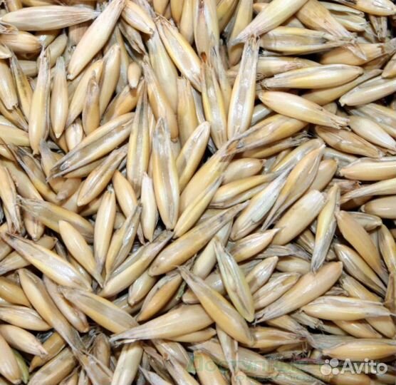 Кормовая пшеница, Фуражный горох корма