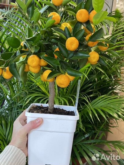 Мандариновое дерево Н50
