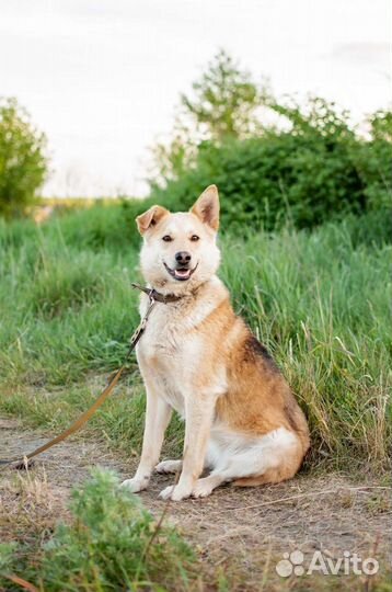 Игривая собачка Лиза в поисках дома