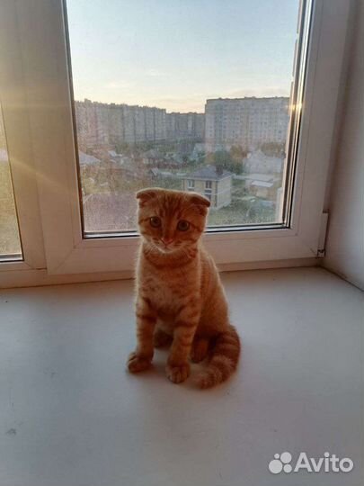 Вислоухий котенок бесплатно