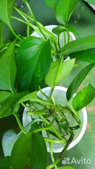 Сциндапсус