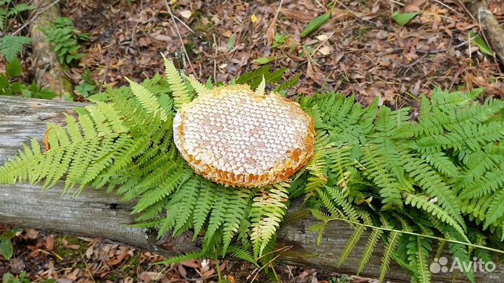 Мёд из колоды - тысячи лесных целебных медоносов