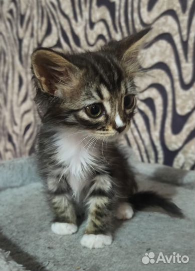 Бесплатно котенок