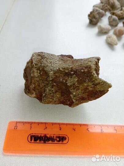 Окаменелость ругоза