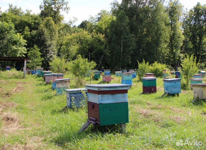 2024 Мед натуральный из Алтая оптом