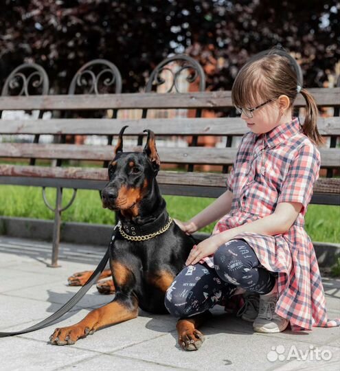 Фотосессия с доберманом
