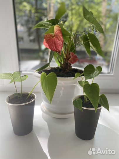 Антуриум мужское счастье