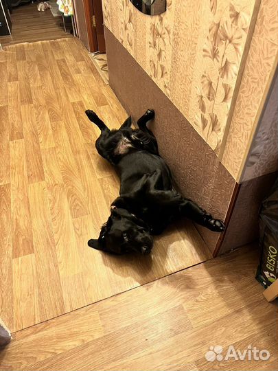 Лабрадор ретривер