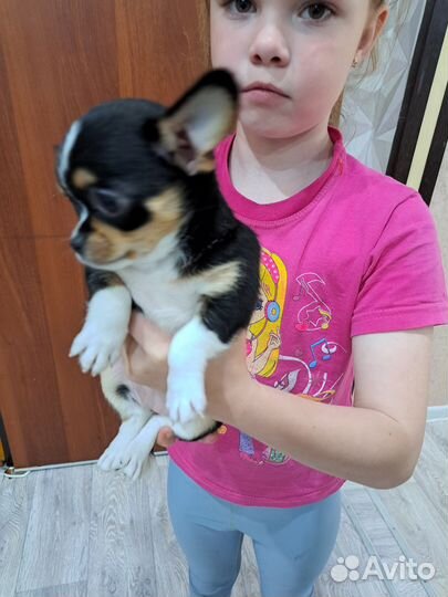 Щенки чихуахуа