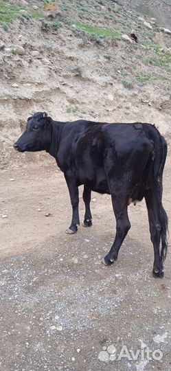 Корова стельная дойная