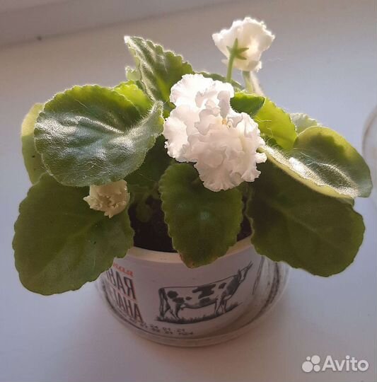 Фиалка белая махровая