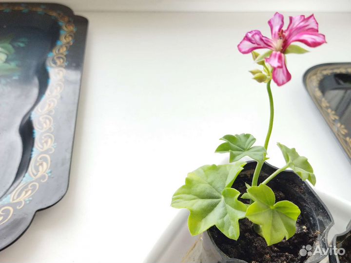 Пеларгония тюльпановидная