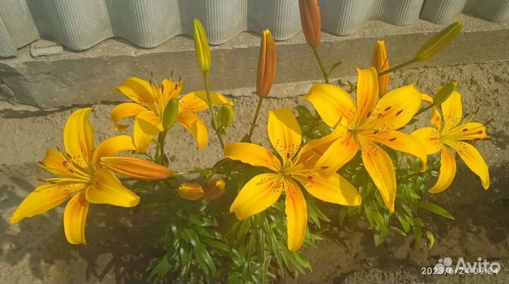 Лилии луковицы