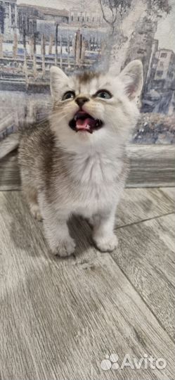 Британская