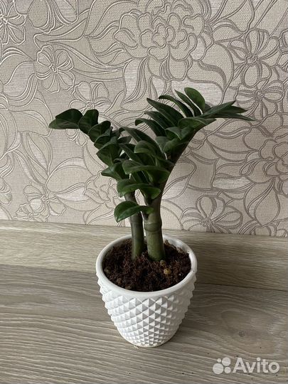 Замиокулькас зензи