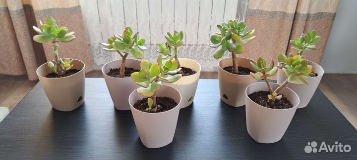 Красула толстянка