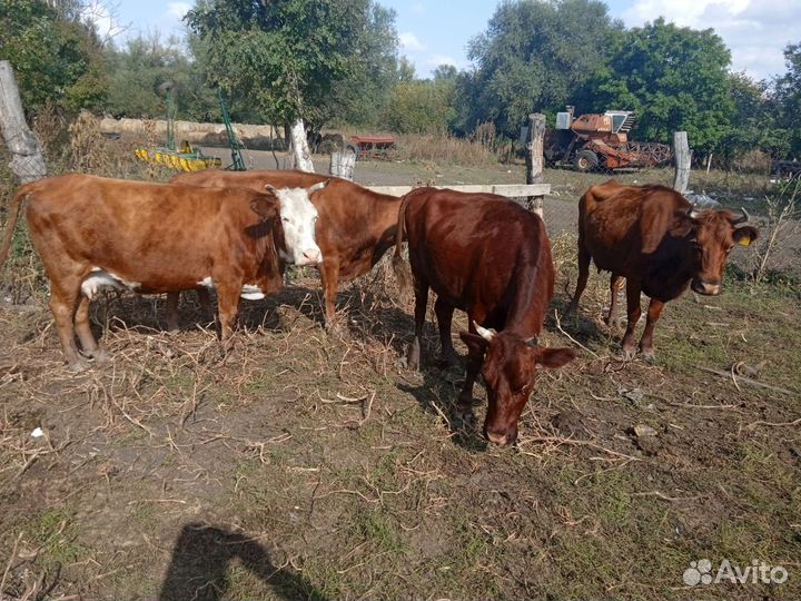Коровы,свини