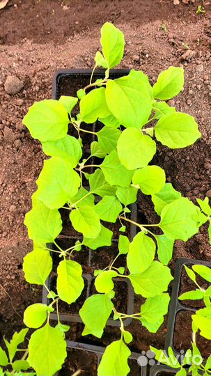 Рассада разная