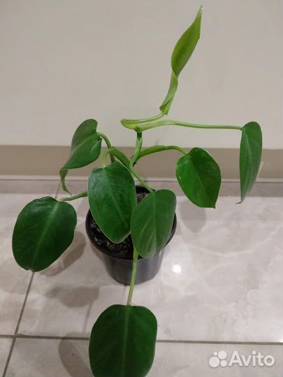 Цветы декоративные,лечебные,цветущие