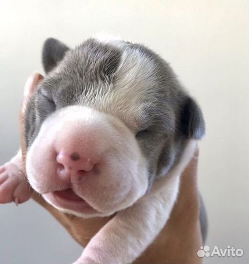 Щенки амстаффа