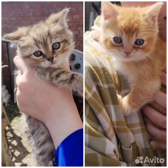 Котята в добрые руки