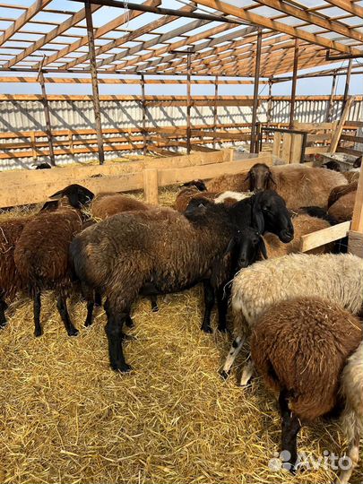 Овцы котные