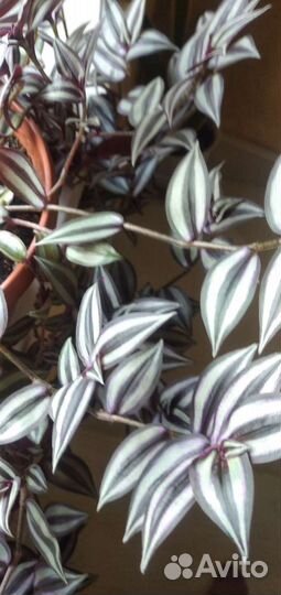 Традесканция трехцветная