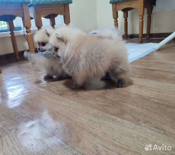 Щенки шпица