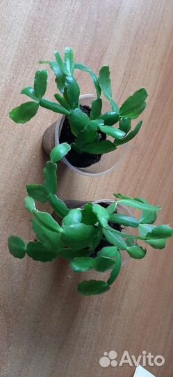 Комнатная мята (плектрантус), душистая герань