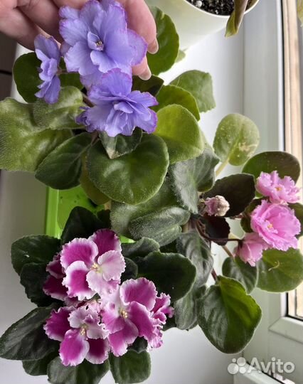 Сортовые фиалки,цветущие