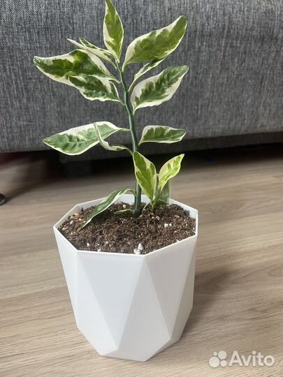 Комнатные цветы педилантус