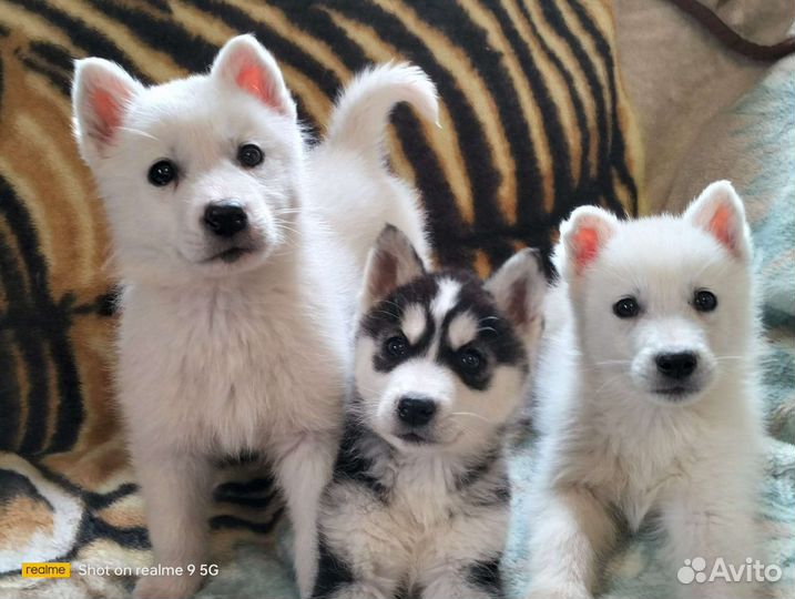 Щенки Хаски