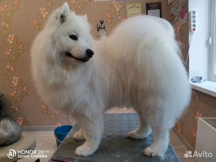 Стрижка собак