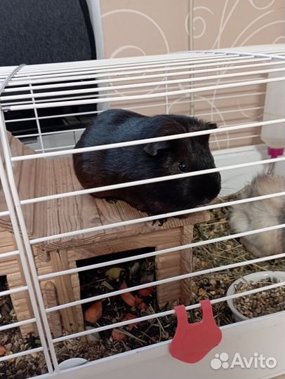 Две морские свинки с клеткой