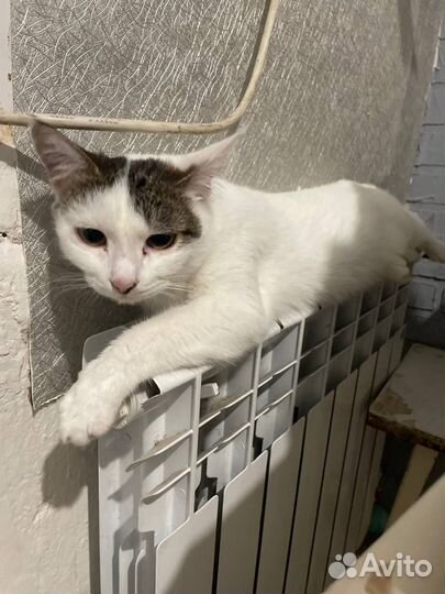 Кошки в добрые руки