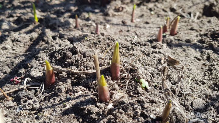 Ландыш садовый