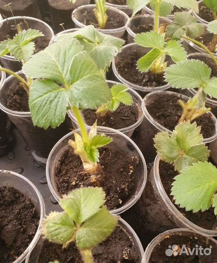 Рассада клубники