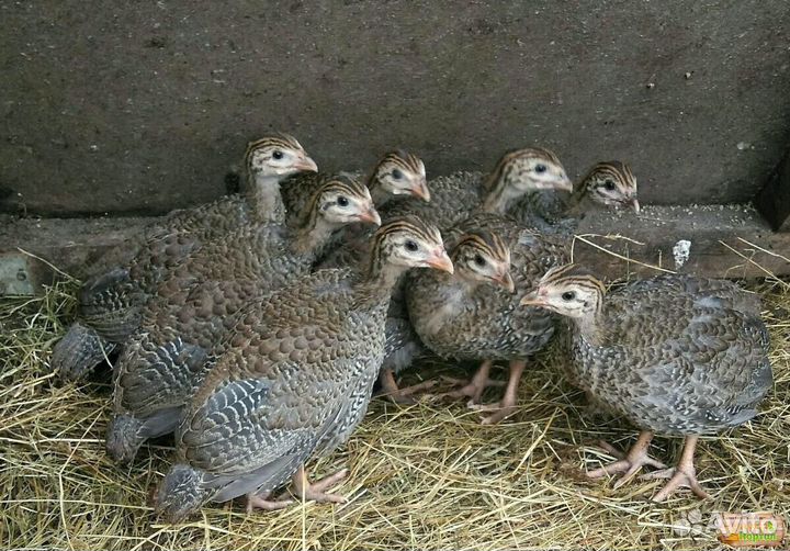 Яйца цесарки, цесарята,индоутки и индоутята