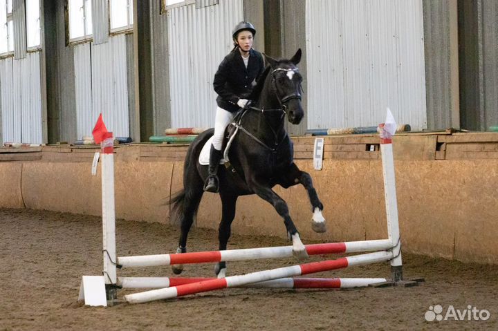 Аренда спортивной лошади