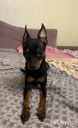 Мини той-терьер Вязка