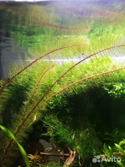 Аквариумные растения