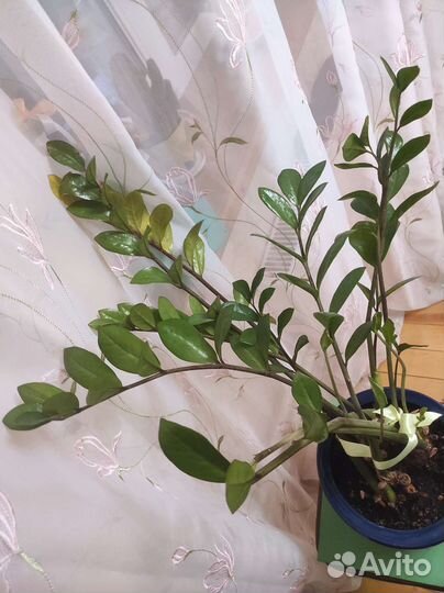 Замиокулькас