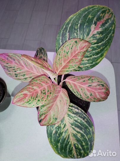 Аглаонема в ассортименте