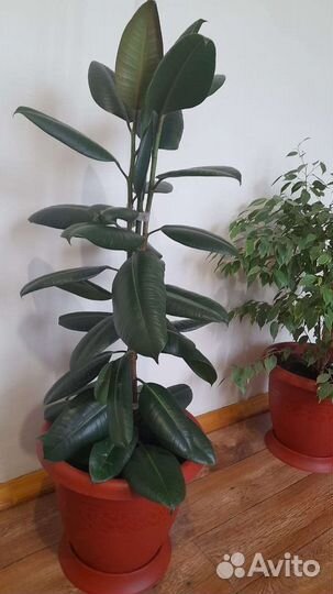 Домашнее растение