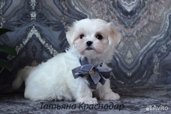 Мальтезе РКФ Мальчики