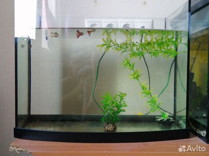 Аквариум на 50 литров
