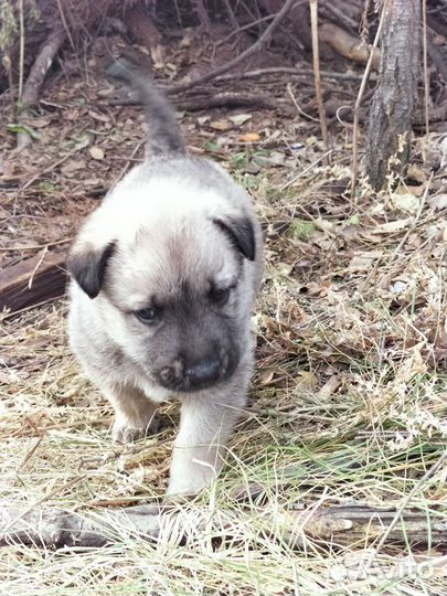 Щеночек Бакс