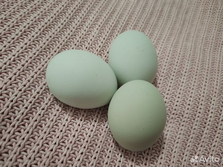 Инкубационное яйцо ухейилюй